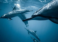 政治风向标，泰国通过关键任命